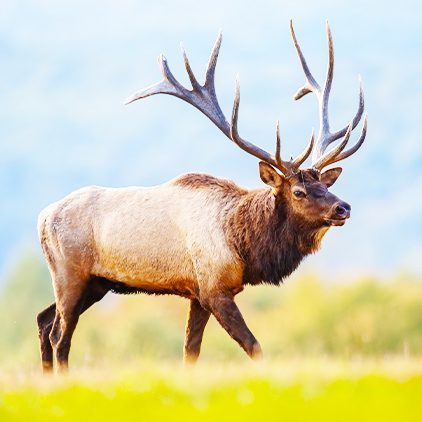 elk-watching